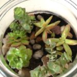 succulentes-deco-2doigtsdidee