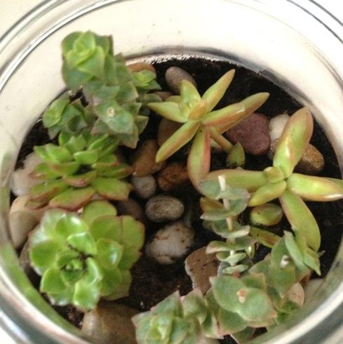 Mon terrarium de succulentes
