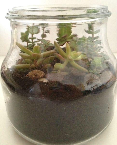 terrarium-DIY-2doigtsdidee